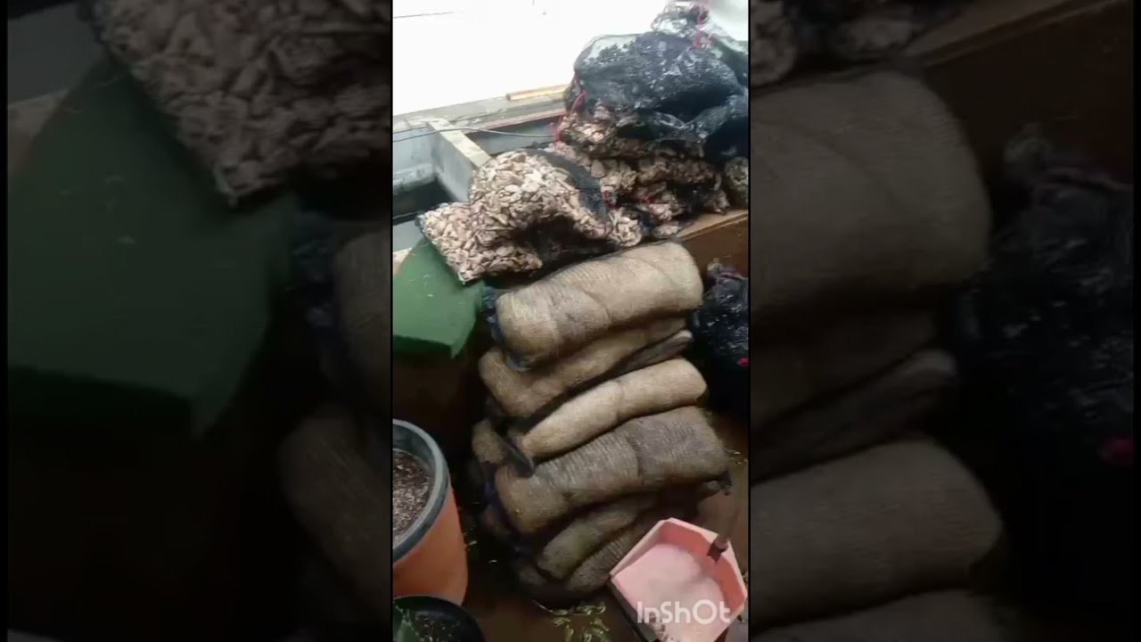 Ngulik filter kolam koi di tanjung duren