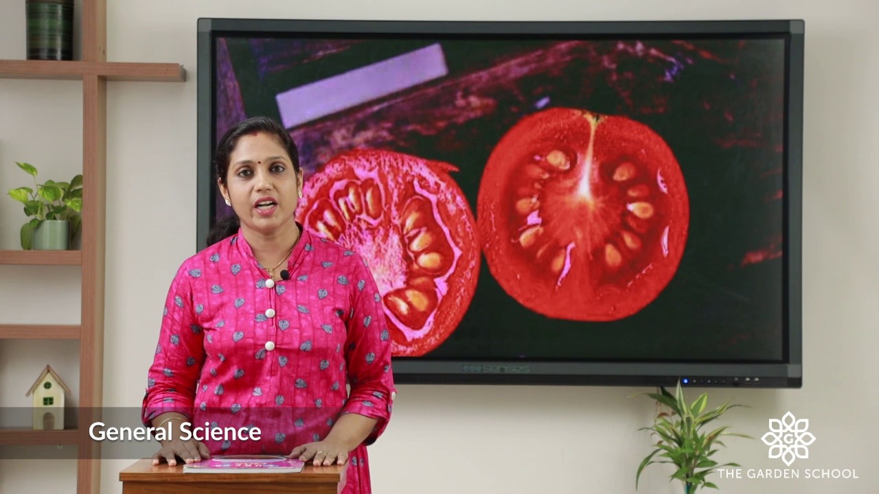Grade 2 General Science Parts of plants