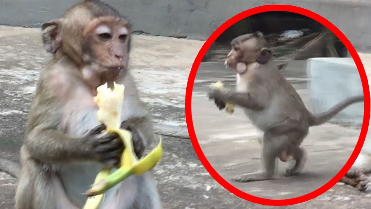 Sweet pea monkey, Sweet pea is afraid other monkey take food from him,baby monkey cry, TM #352