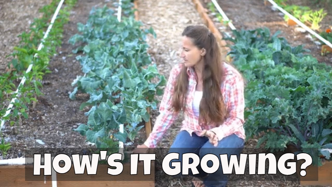 Garden Tour and Mittleider Method Update: June 5, 2023