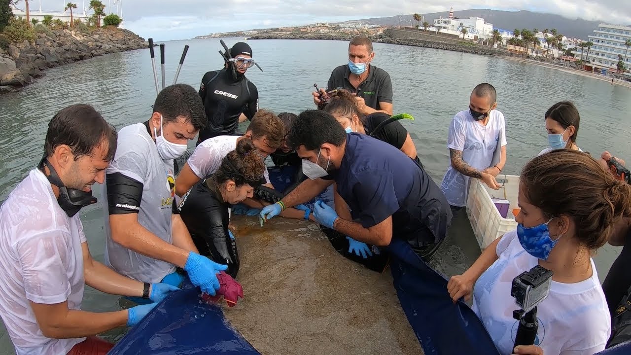 BioMAR at CanBIO - Tagging butterfly rays | Part II | Loro Parque