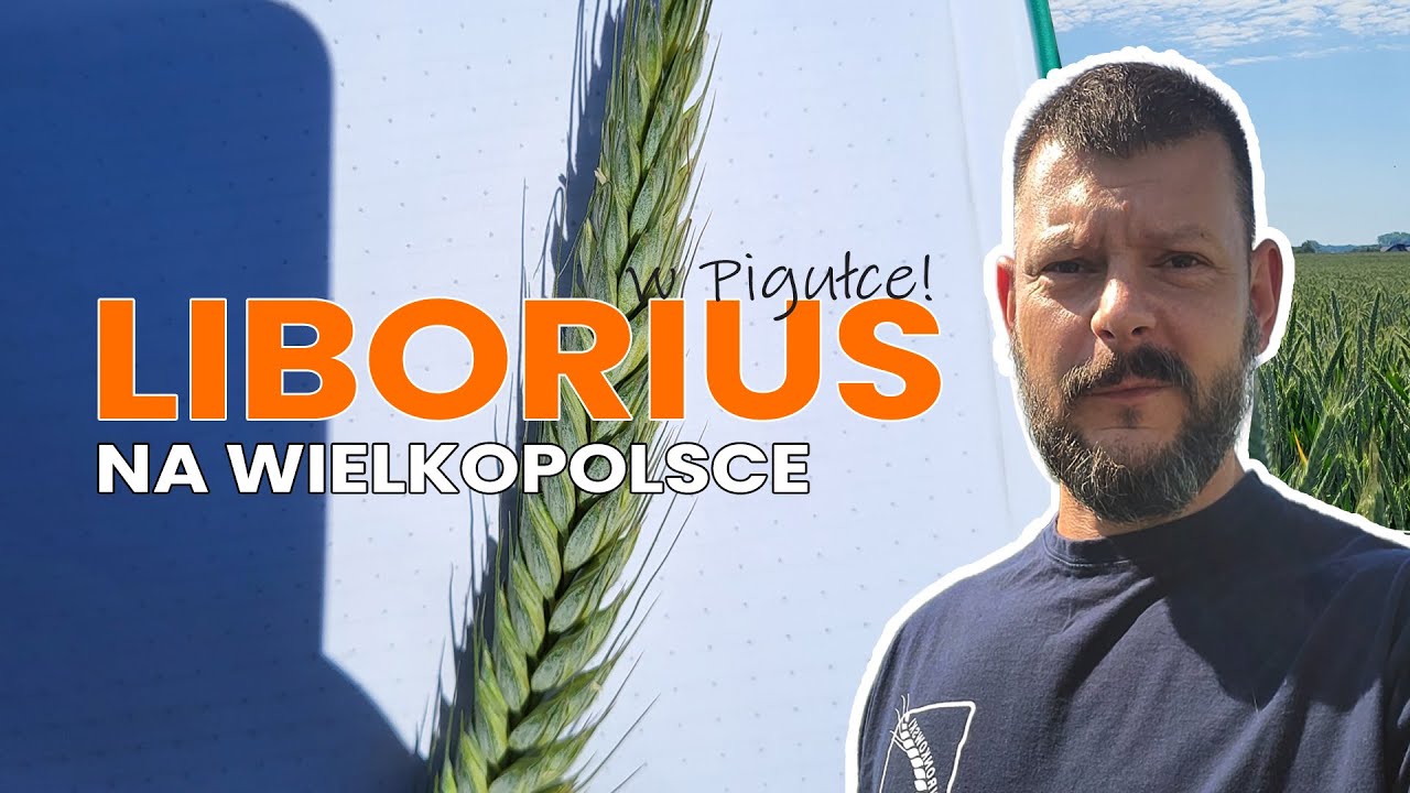 Lustracja Pszenżyta Liborius w Wielkopolsce - Zobacz Najlepszą Odmianę w Polsce!