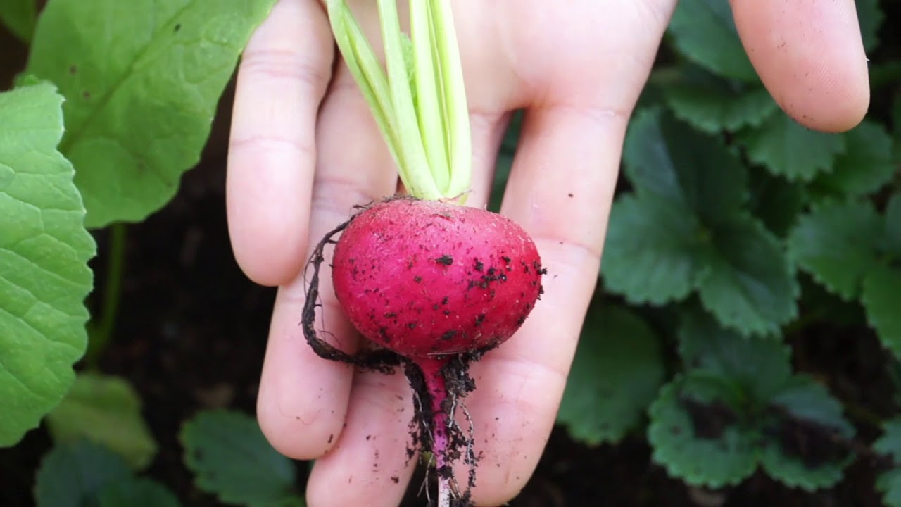 Radieschen Ernte / Small Radish Harvest  2019