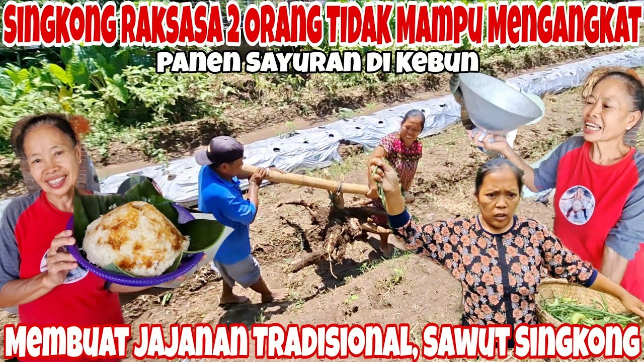 LUAR BIASA PANEN SINGKONG RAKSASA‼️NGAKAK LIHAT KELAKUAN MBA LINA😆~RESEP SAWUT SINGKONG TRADISIONAL