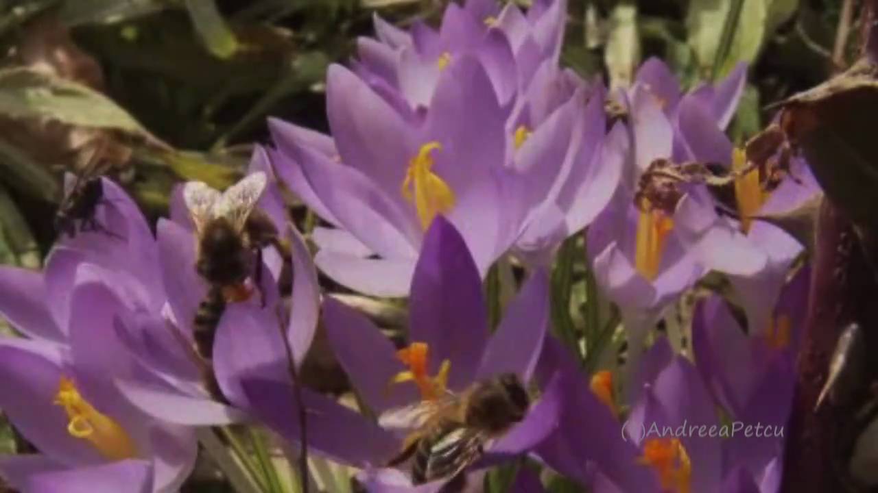 BERNWARD KOCH - Evoking Wonder