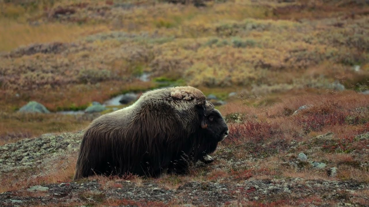 Moskus på Dovrefjell / Musk ox at Dovrefjell