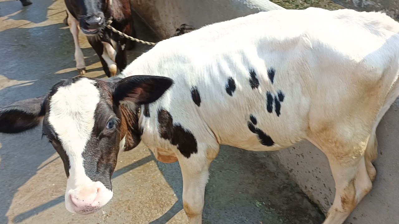 pure hf calf 2 month old