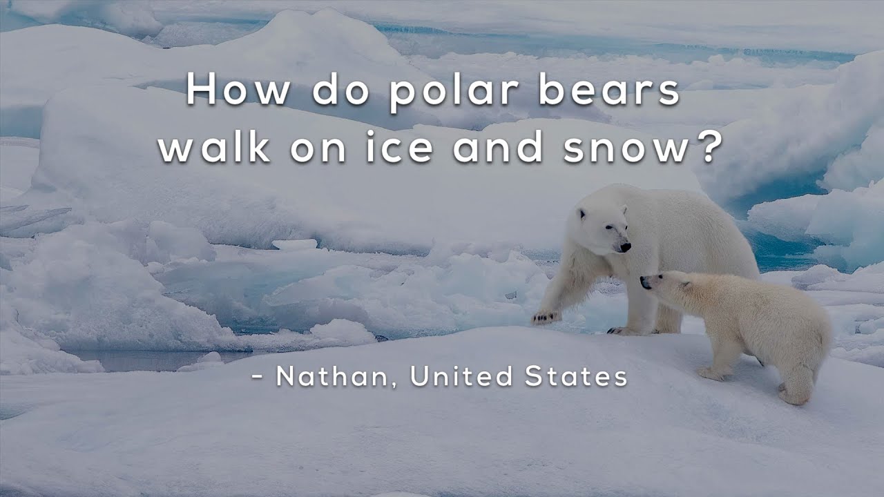How do polar bears walk on ice and snow?