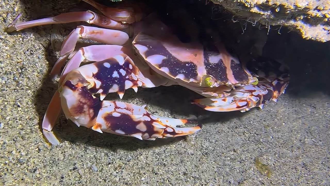 Diving to catch seafood, look how many I caught!！QU092 #diving #fishing #lobster