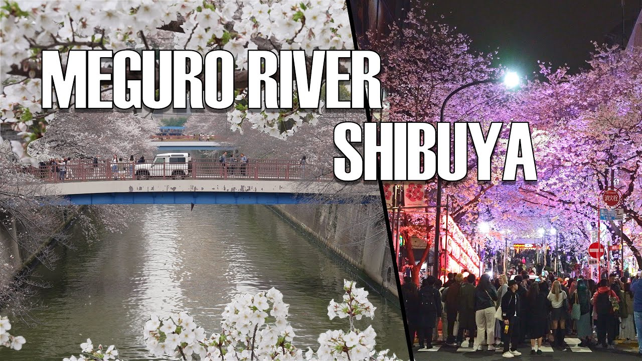 🌸 Meguro River Cherry Blossoms & Shibuya Sakura Night Walk | Tokyo Spring 🌸