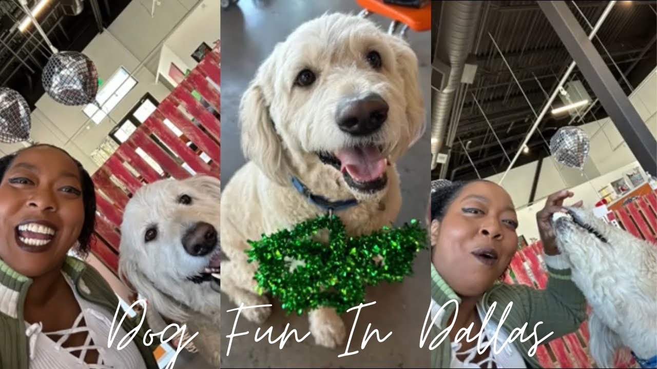 Experience the Joy of Dog Ownership Living in Dallas