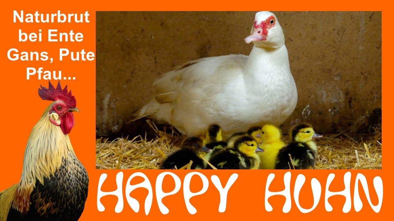 E159 Naturbrut bei Enten, Gänsen, Puten, Wachteln, Pfauen - HAPPY HUHN - natürliche Kükenaufzucht