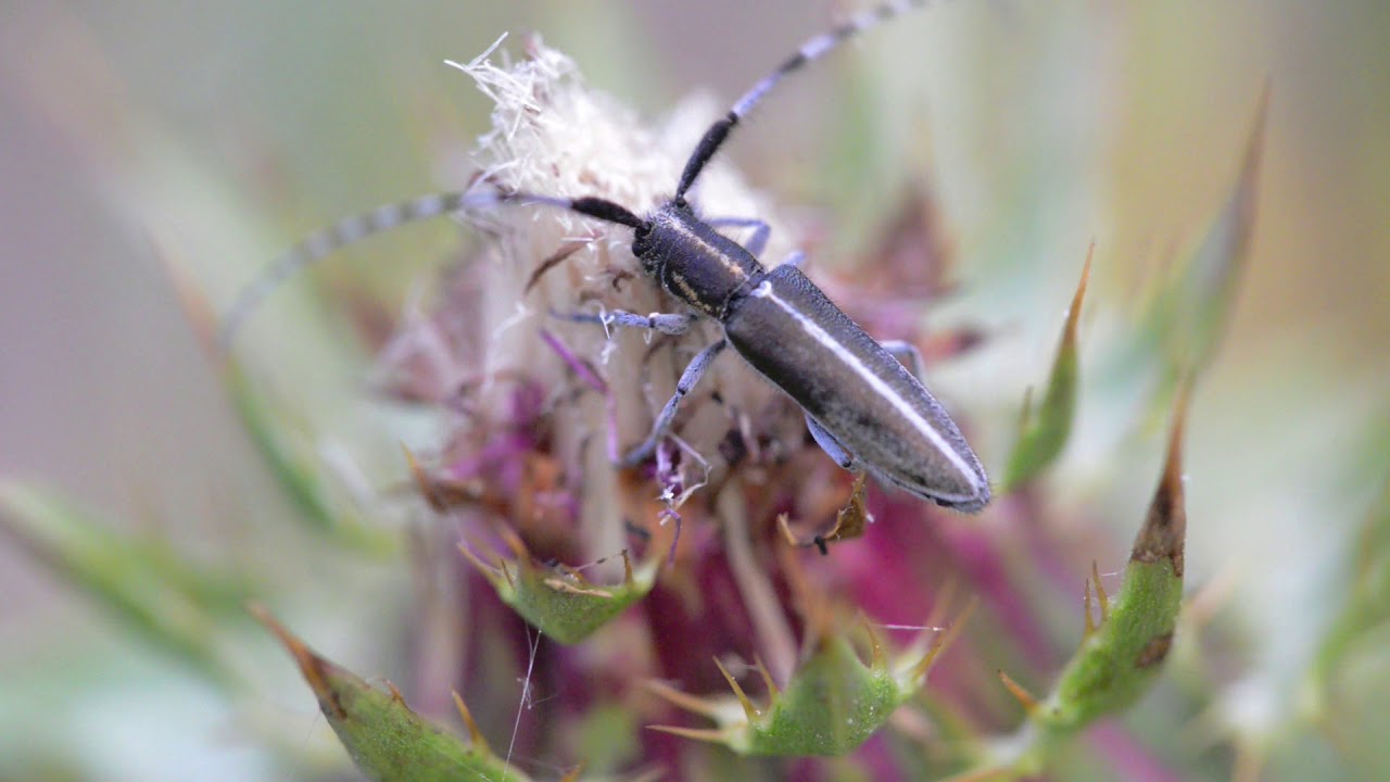Agapanthia cardui - Kleiner Distelbock