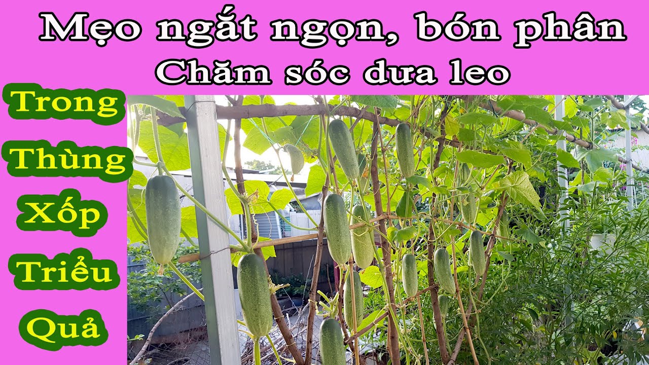 Cách chăm sóc dưa leo trồng trong thùng xốp sai quả (ngắt đọt,bón phân,thụ phấn)| Rau Sạch Nhà Trồng