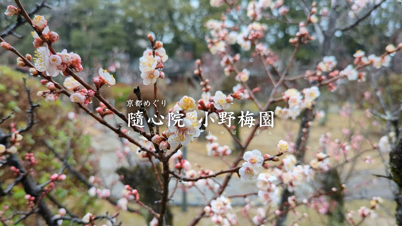 隨心院 小野梅園【京都めぐり／HironTV】