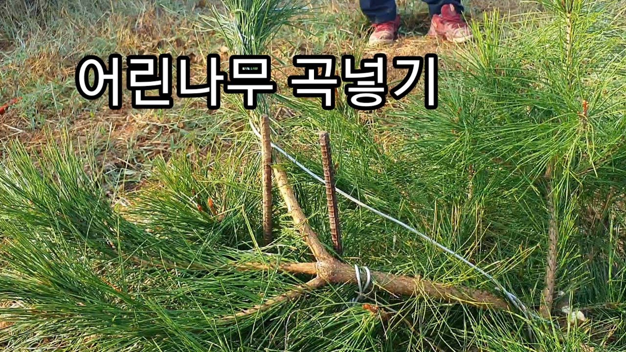 어린소나무곡넣기2221편