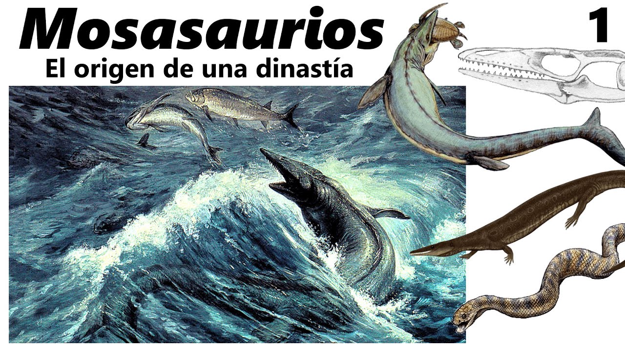 Mosasaurios. ¿Qué son y cuándo aparecieron? Parte 1