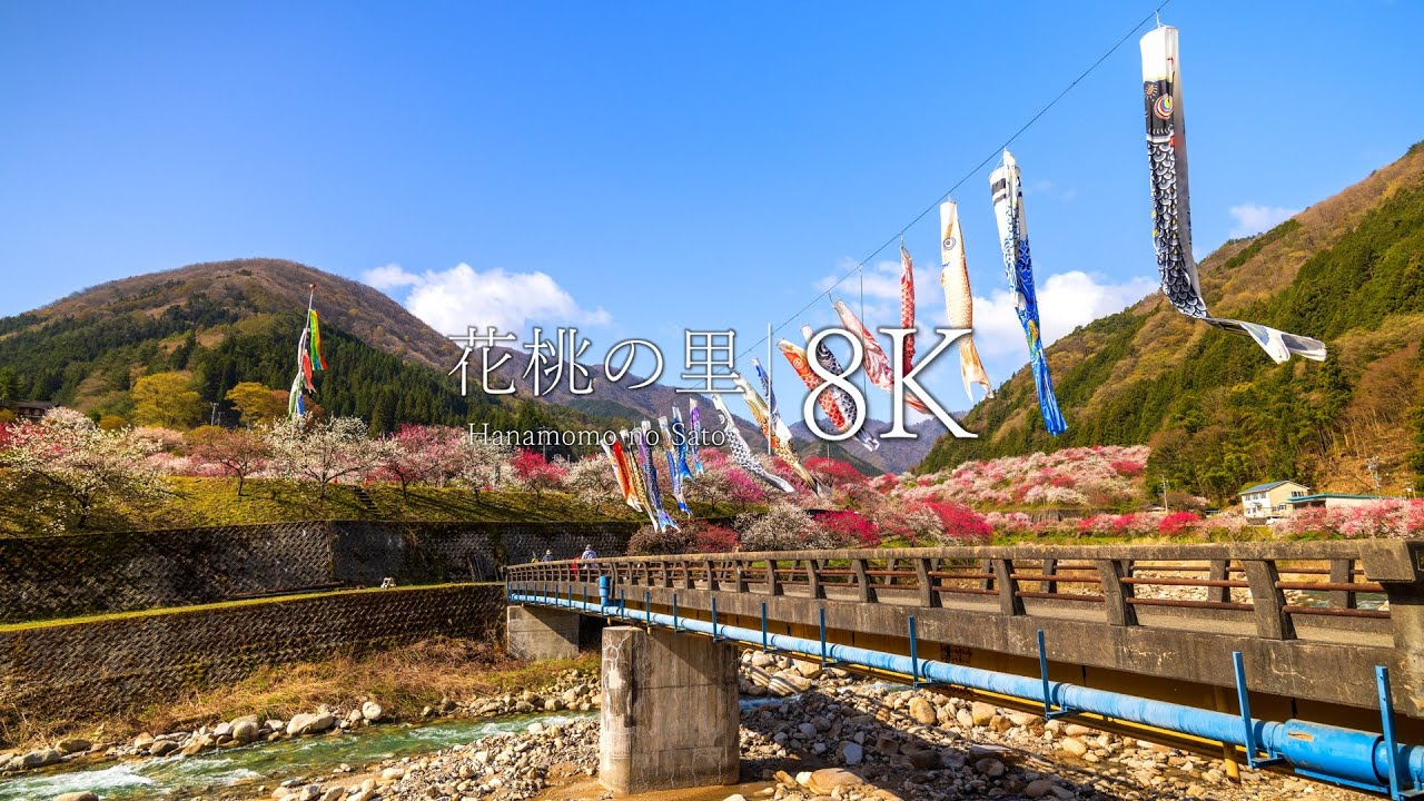 【長野の桃源郷】花桃の里・月川温泉郷を訪ねて - JAPAN in 8K