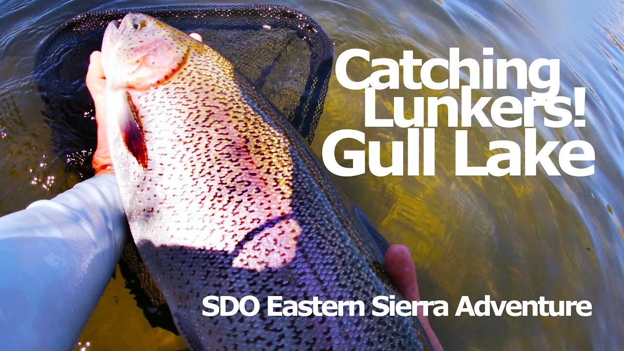 Catching Trout Lunkers at Gull Lake in the Eastern Sierra. New PB!