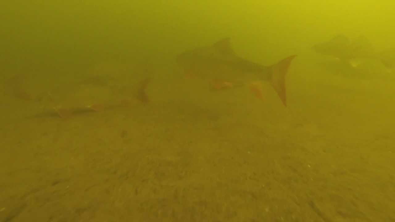 Web Only - Underwater Footage - Walleye EVERYWHERE on Pool 4 of the Mississippi River