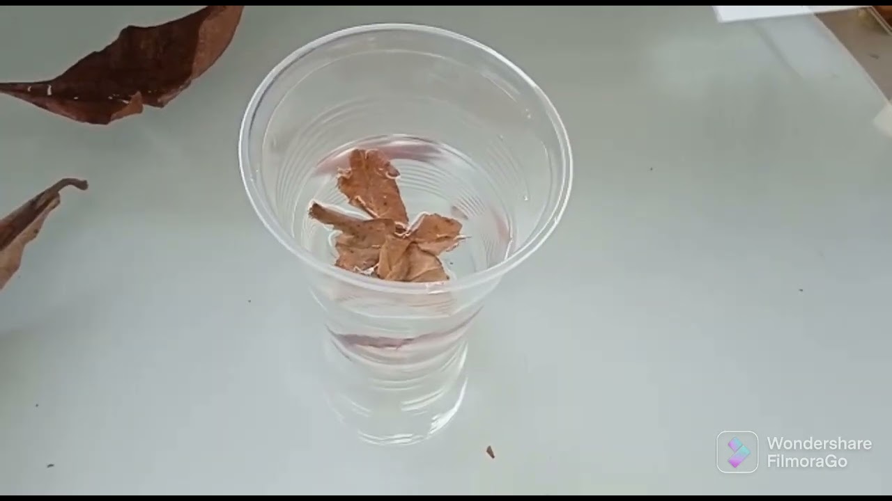 Los Mejores 4 Métodos Para Curar La Hidropesía En Peces Betta 🐠💧