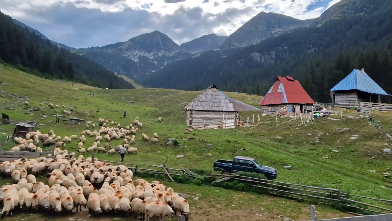 MULSUL OILOR LA STÂNA DE RÂU, UNT DE OAIE BĂTUT LA BĂDÂNI DE CĂTRE BACIUL TĂTULEA DORIN 