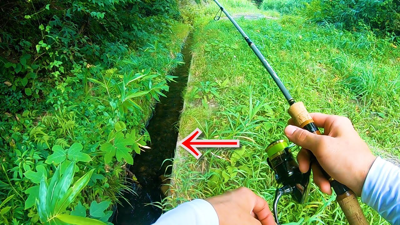 田んぼ脇の側溝には意外な魚がいる・・！！