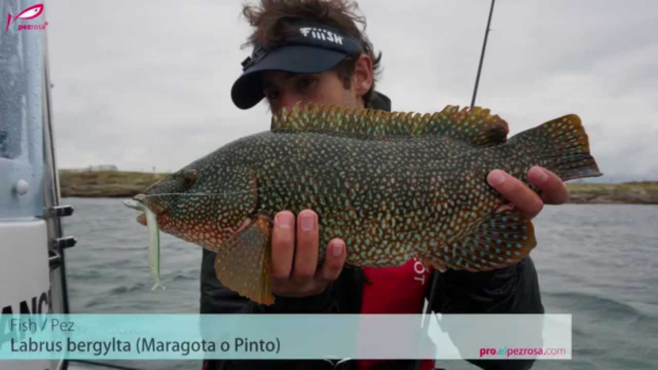 Pescando con el equipo Fiiish en Francia: Archipiel de Glénan