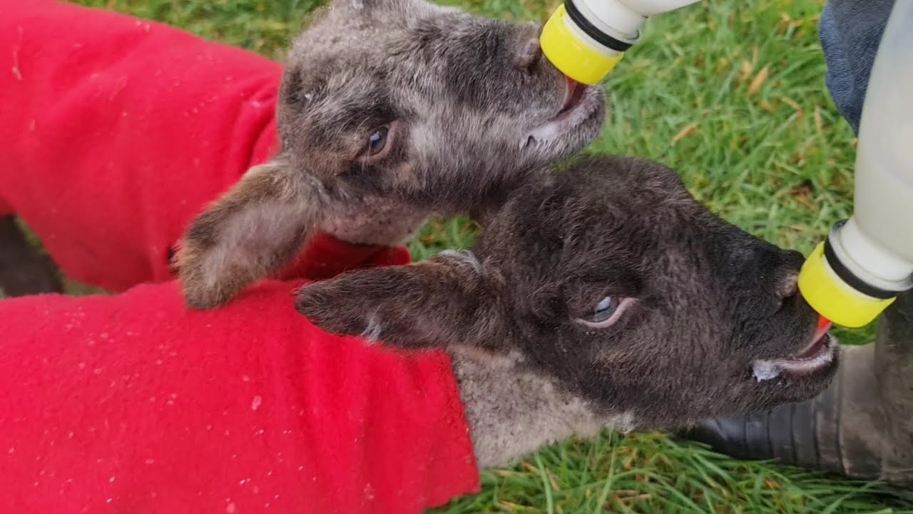 Lambing '25, Day 18 | The Ram-lambs Get Names 