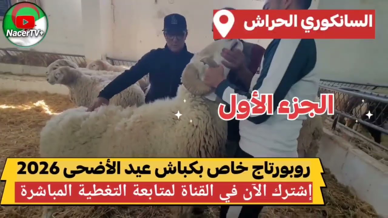 🔴 السانكوري الحراش المكان المنتظر كل عيد : دخول أول دفعة الخاصة كباش عيد الأضحى 2026 .. سوق المواشي