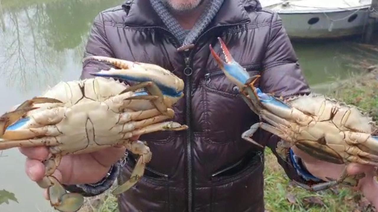 Granchi blu. Il biologo Andrea Tomei ci spiega come pescarli e anche come cucinarli