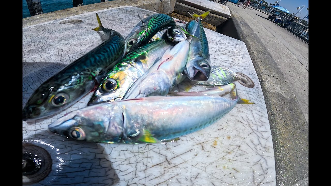 Hurry non stop Mackerel fishing going on Now at Belmont Pier Long Beach