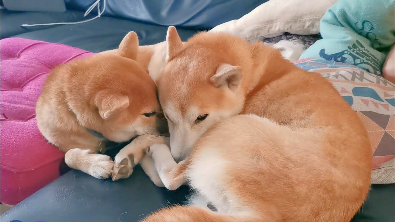 Cuddles & Snuggles [The Most Adorable Video You'll See Today]