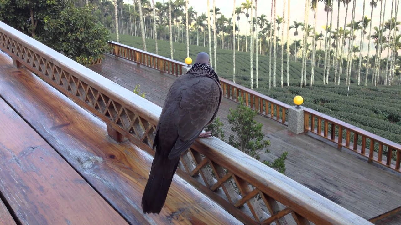 turtledove咕咕斑鳩