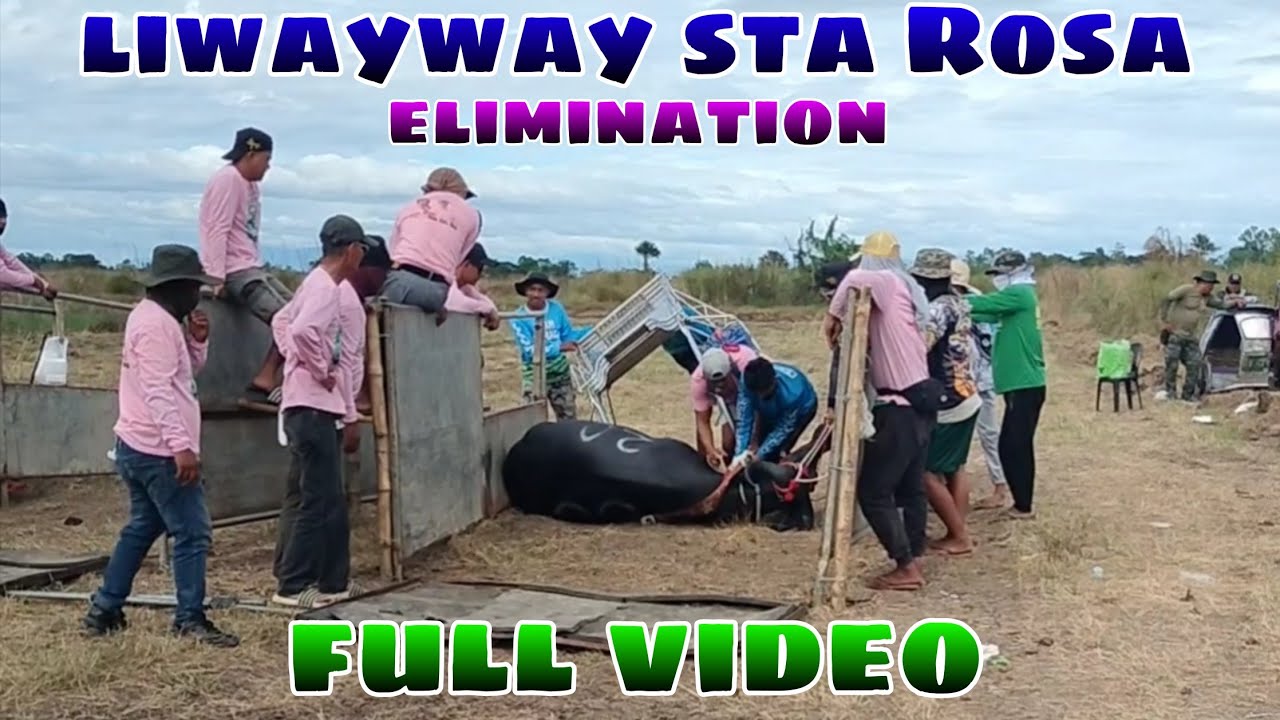 Elimination brgy liwayway sta Rosa karera ng Kalabaw 2026 