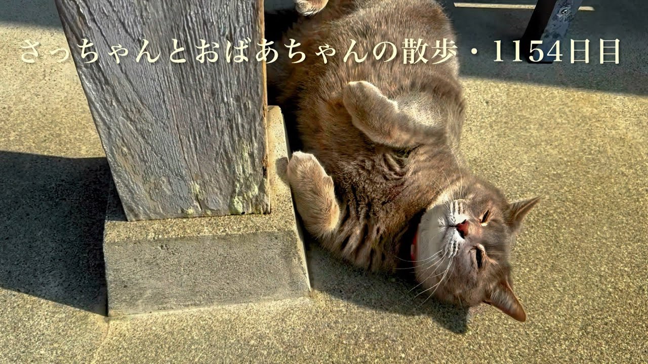 2026.2.13(金)《一日の記録》天気のいい日はゴロンゴロンも力強い猫…【さっちゃんとおばあちゃんの散歩・1154日目】・・・