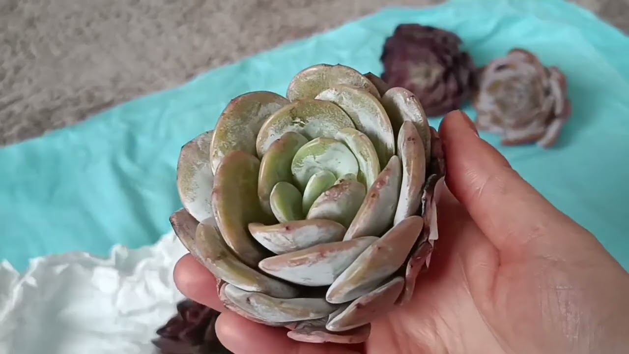YENİ SUKULENTLERİMİN KARGO AÇILIMI, KÖKSÜZ SUKULENTLERİ NASIL DİKİYORUM🏵️🌸🏵️🌸🏵️