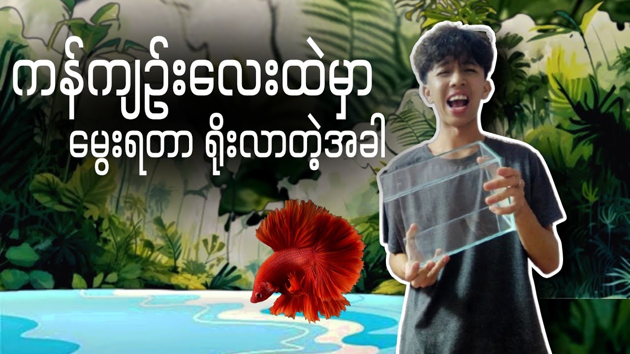 Betta ကန်ကျဥ်းလေးထဲမှာ မွေးရတာရ်ိုးလာတဲ့အခါ..
