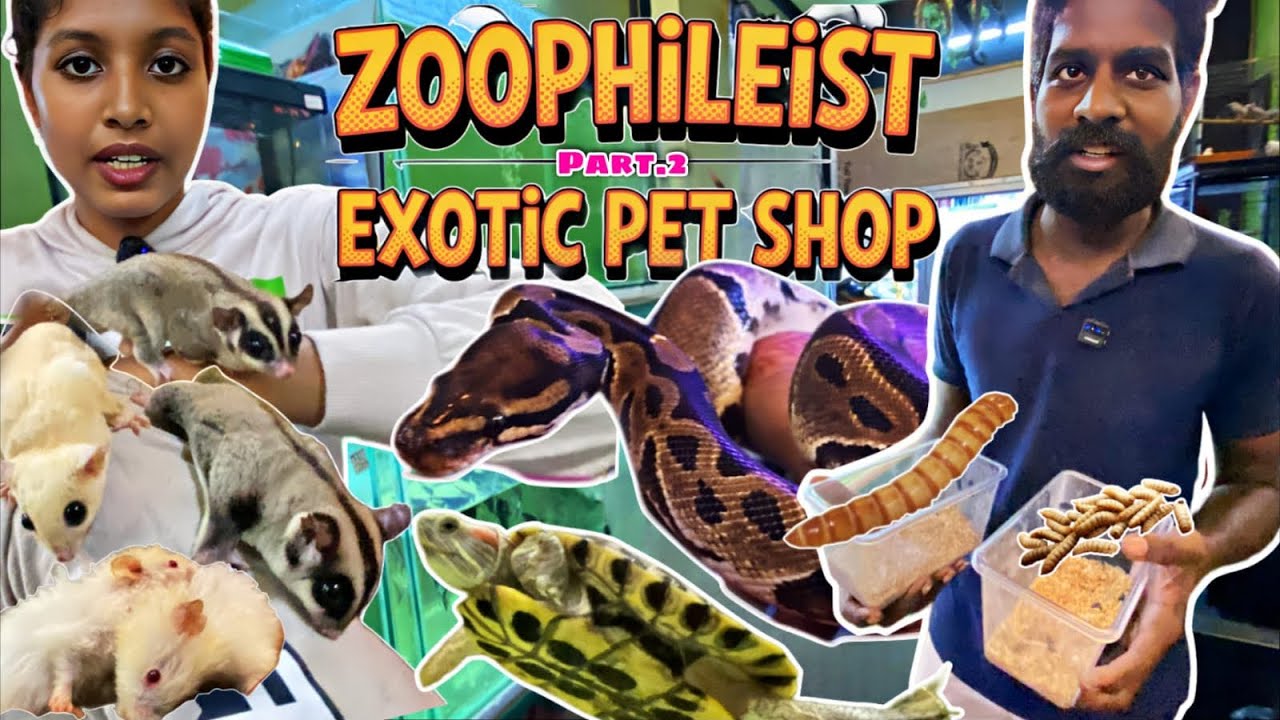 🐾 Zoophilist Exotic Pet in Chennai | Part 2 | Snakes, Sugar Gliders, Hamsters, Monster Fish & Birds 
