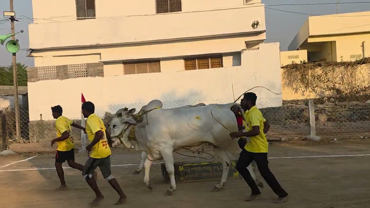 Eswara and maheswara in dondapadu won 2nd place with distance covered 3982.9