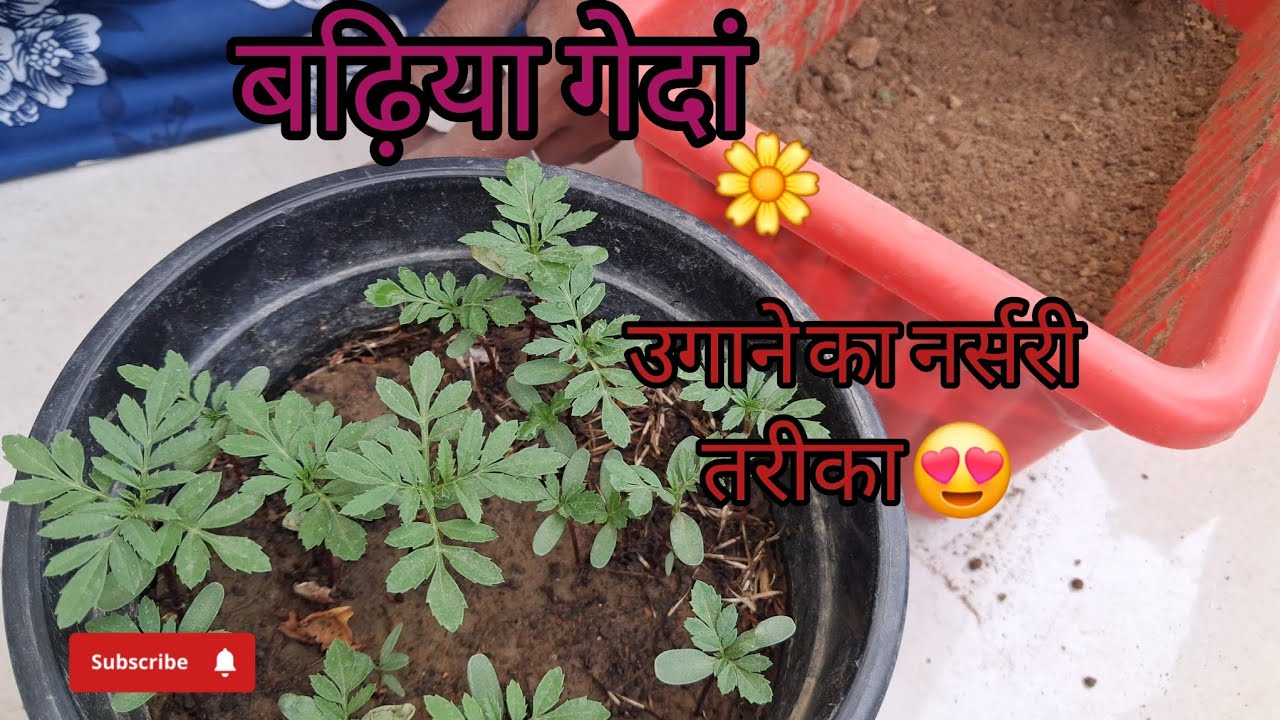 बढ़िया गेंदां उगाने 👈का नर्सरी तरीका🌼#gardening#vlog #gendafool #nature #garden #flowers #trending