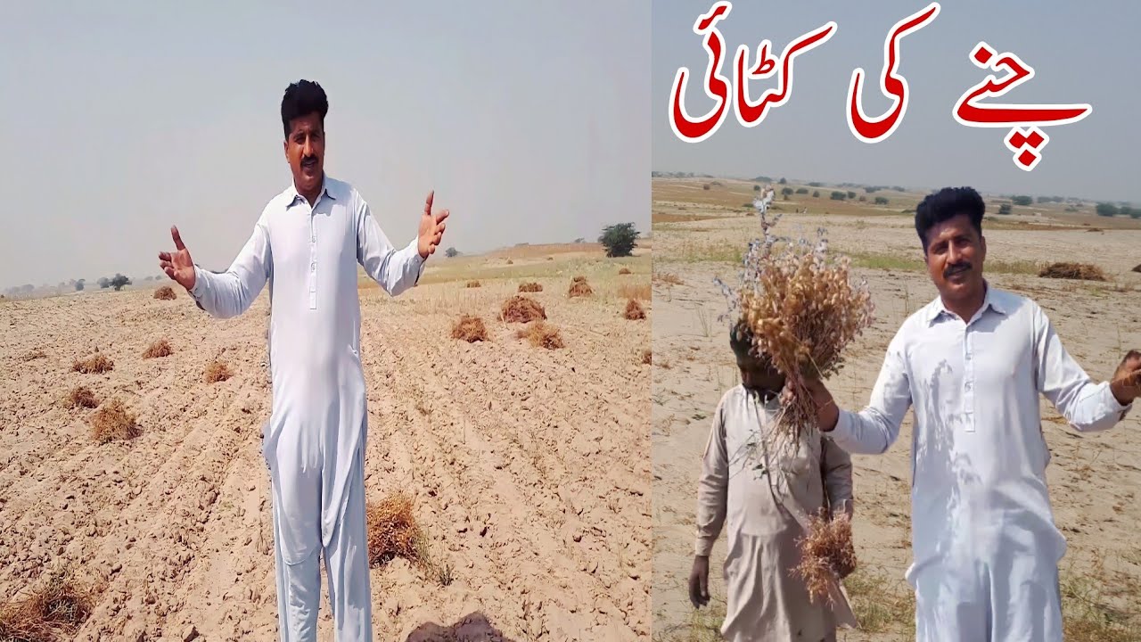 Gram harvesting in pakistan | chane ki katai|chickpeas in pakistan|Pind diyan gallan vlogs