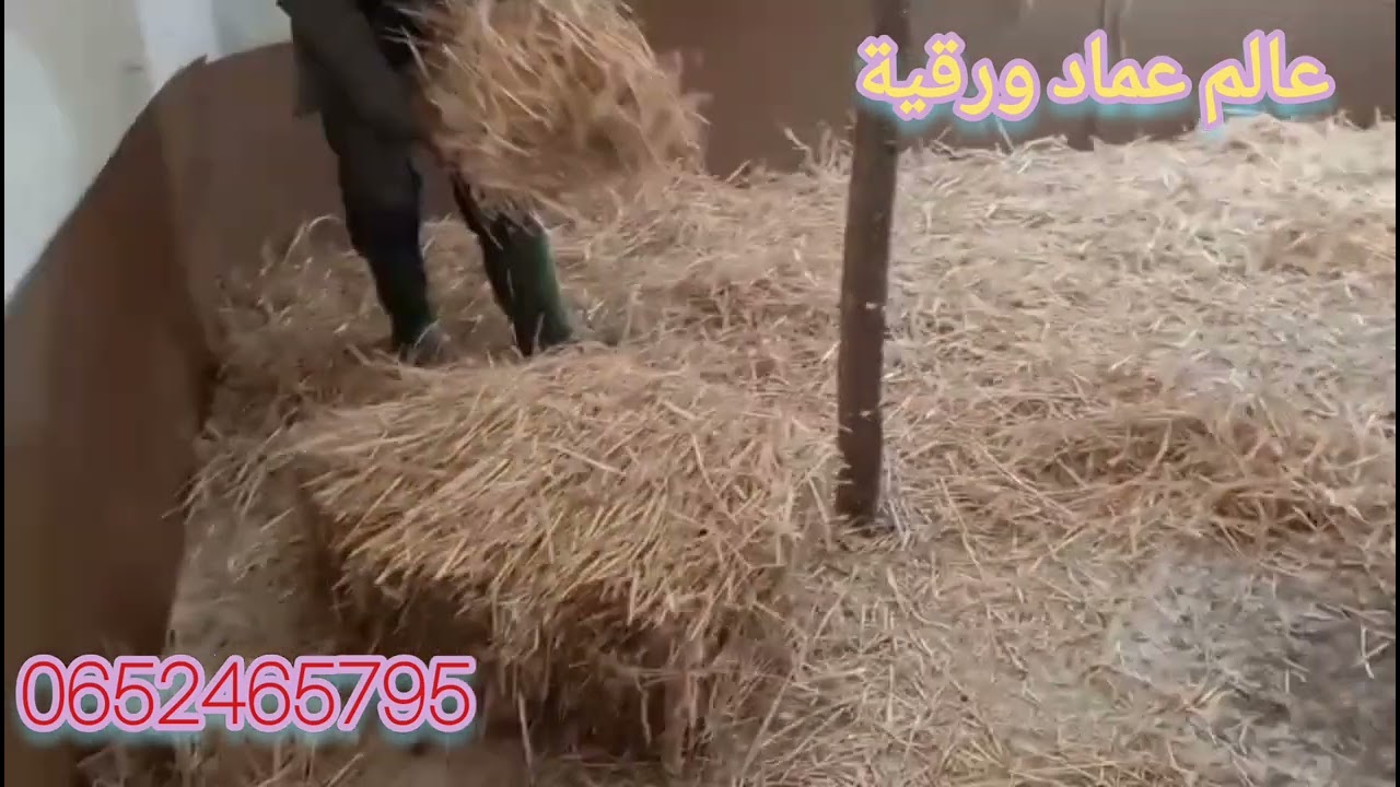 تفقصية جديدة ديال خليط السلالات مرحباً بكم عند عماد المهياوي #الدجاج_الفيومي