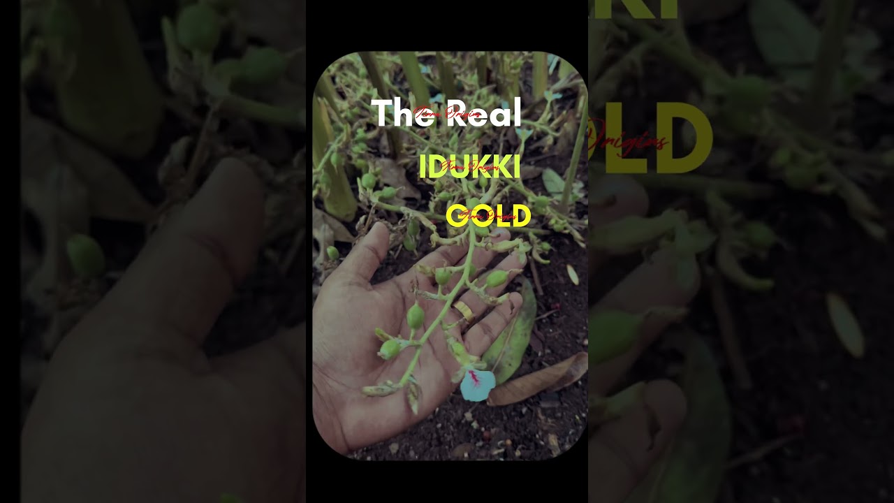 What makes Idukki Gold the world&rsquo;s most sought-after spice?