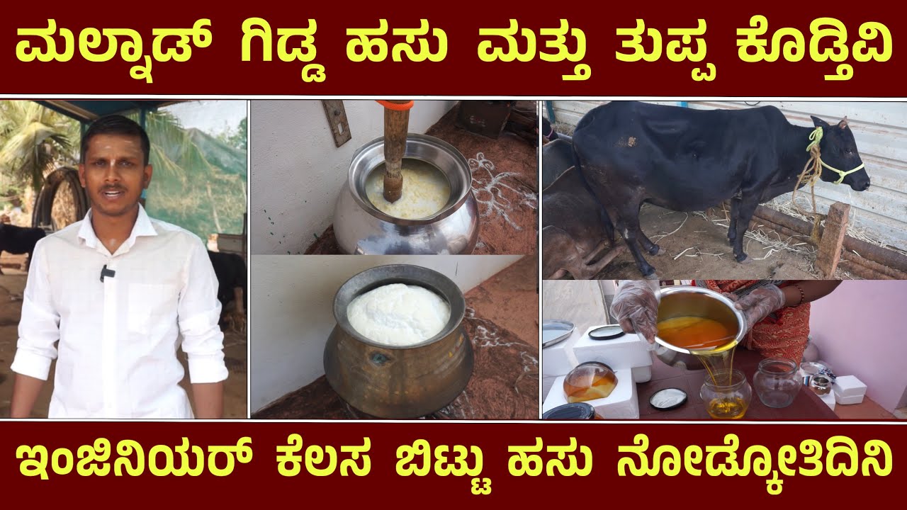 ಮನೇಲಿ ಇಂಜಿನಿಯರ್ ಮಾಡ್ಸಿದ್ರು ಆದರೆ ಹಸು ನೋಡ್ಕೋತಿದೀನಿ || Malnad Gidda Cow Farm In Chikkamagalur