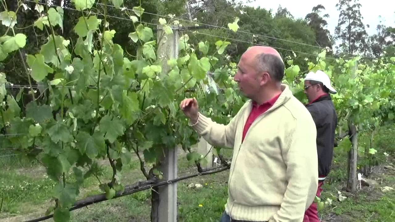 Conducción de viñedo. Desdoblamiento Scott  Henry