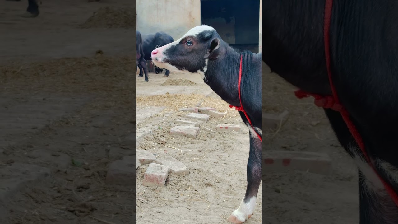 Cute Calf 🐄❤️ | Beautiful Cow Baby | Dairy Farm Life | Punjab #Shorts