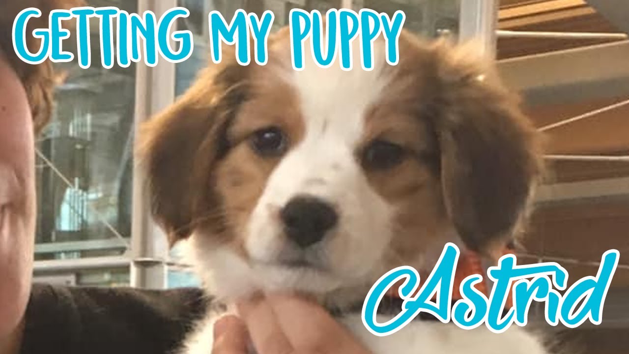 Getting my Kooikerhondje Puppy!