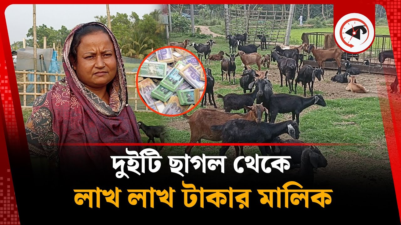 দুই ছাগল থেকে শত ছাগলের খামার, লাখ লাখ টাকার মালিক  | Comilla Goat | Goat Farm | Kalbela