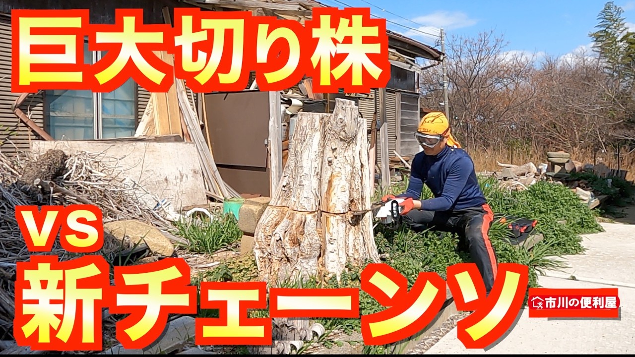 vs巨大切り株【大型電動チェーンソー試し斬り】幹周り170cmアカメガシワ＆115cm松の断面が面白かった🌟千葉県市川市の便利屋！各作業料一覧、お問い合わせ先は概要欄をご覧下さい！